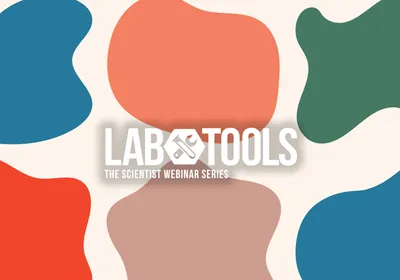 Defining the Triple Negative Breast Cancer Morpholome